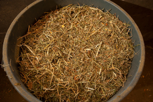 Taste the difference A small amount of macro red algae, a type of seaweed, has been mixed with molasses and added to cattle feed to study its effect on cattle emissions. (Courtesy: Gregory Urquiaga/UC Davis)