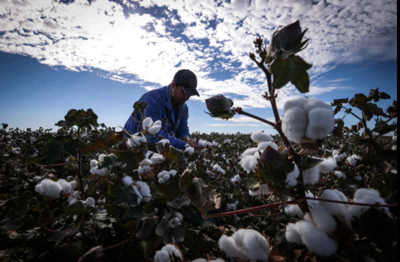 A farmer inspects cotton plants in a field on the outskirts of Moree, New South Wales. Photo: Bloomberg